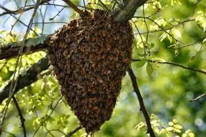 FOUND BEES OR WASPS - INFO! - Bee Haven Bodycare & Gifts